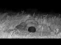 Coyote checks out nest burrow 6/17/26 (explore.org and ORI BUOW cam)