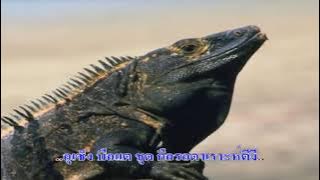 pok kor (ussin berte)