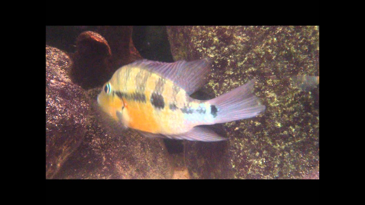 camera iphone 8 plus apk Follow the Theraps