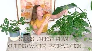 Propagating Swiss Cheese Plant | Houseplant Prop 101