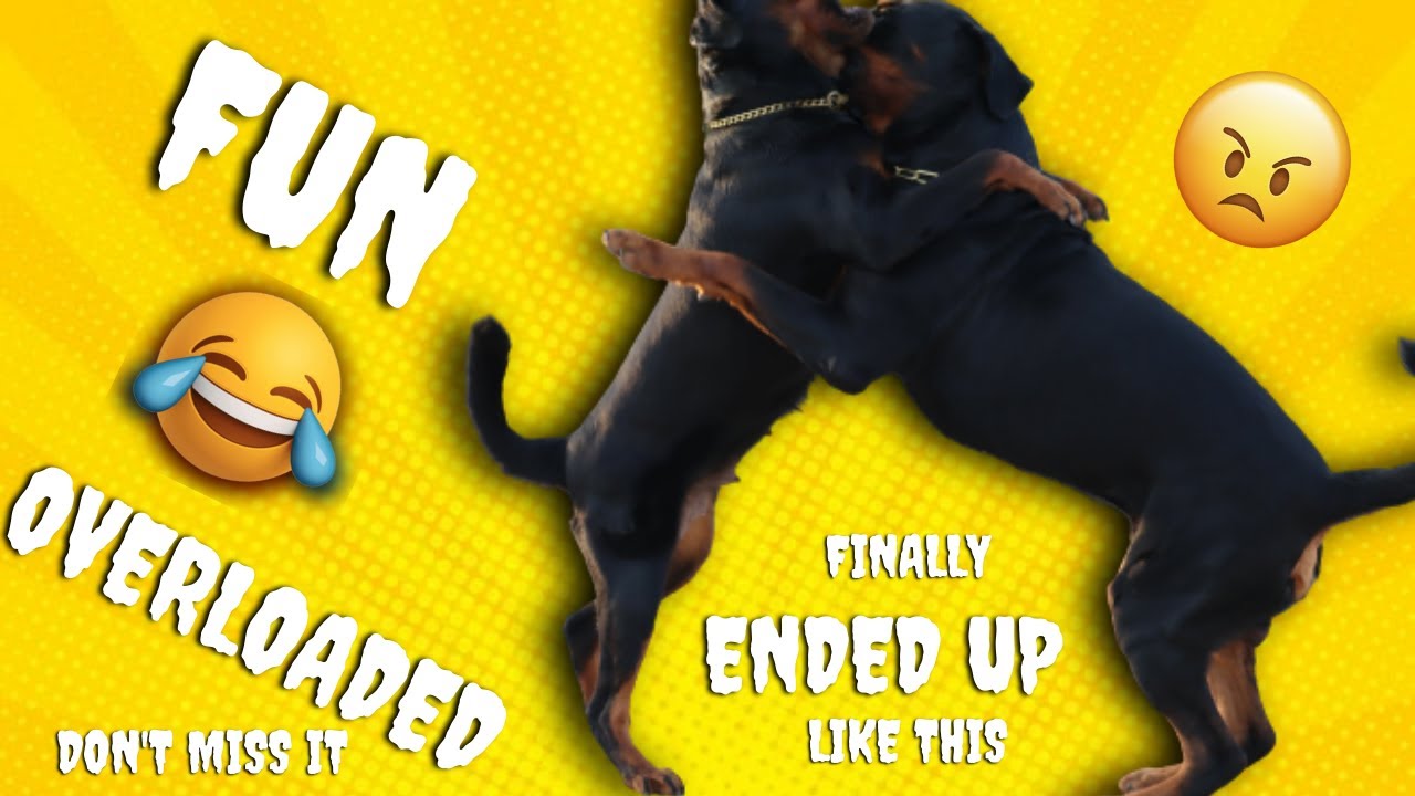 😤 Rottweiler Cherry Turned Aggressive 😆 | Pushup Challenge went Wrong ...