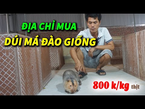 Video Mua Dúi Má Đào ở Đâu ? Kỹ Thuật Nuôi Dúi Má Đào Thái... - youtube
