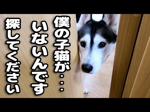 最愛の子猫が脱走したと思い必死で探すハスキー犬がこちら...