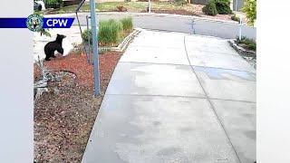 Bear pulls full trash bag out of Colorado Springs garage