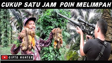 membantu petani berburu tupai di kebun sawit ‼️pest control tupai @CIPTOHUNTER