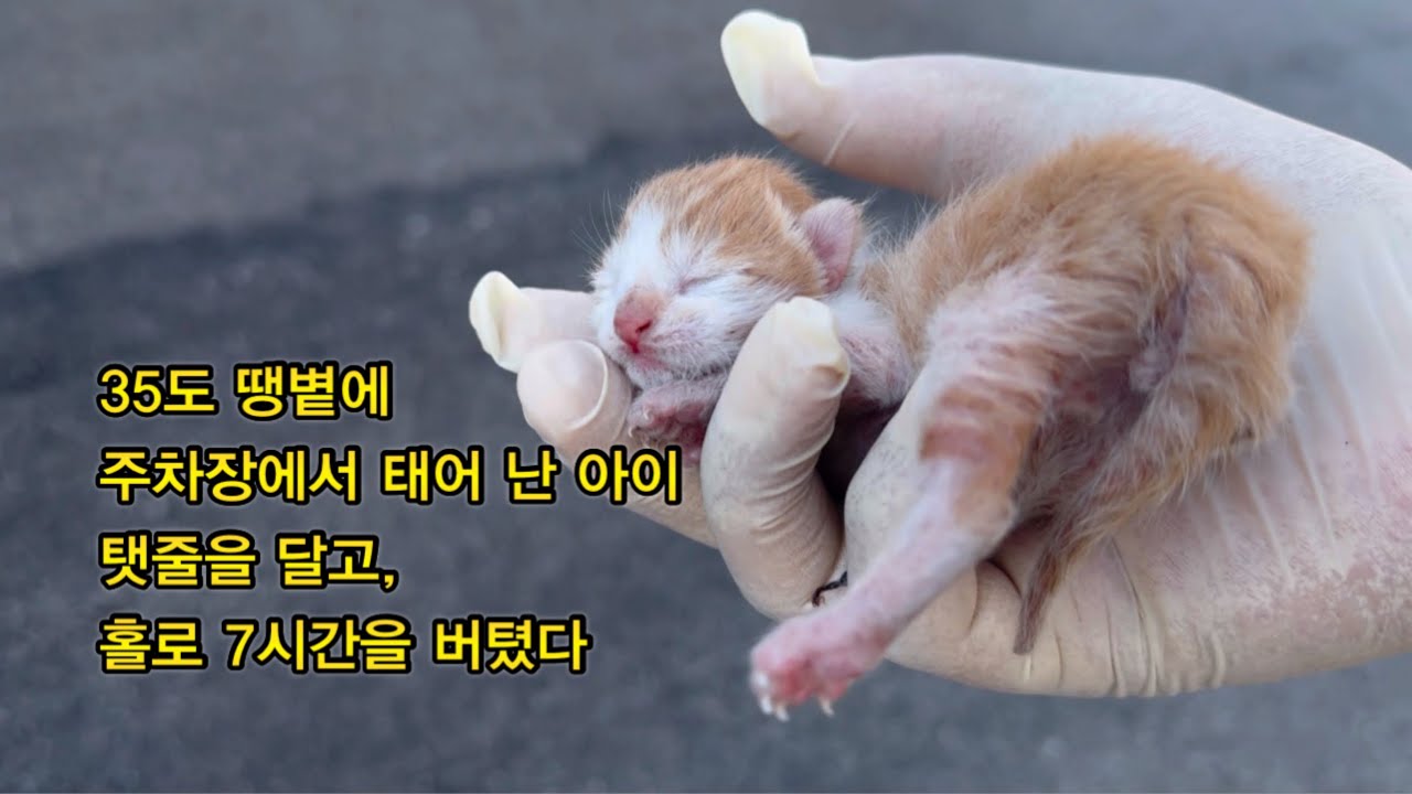 기적같이 살아남았는데… 버틸수 있을까?