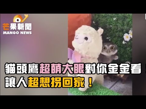 【芒果新聞台】貓頭鷹超萌大眼對你金金看讓人超想拐回家！