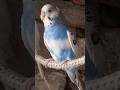 my parrot with detail budgies and love birds video mini vlog 🦜
