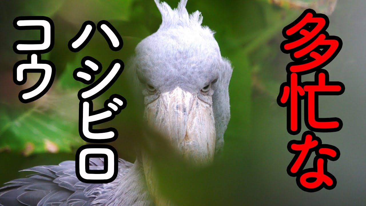 【Bongo the Shoebill 】ハシビロコウのボンゴ、色々忙しそうだね!神戸どうぶつ王国のハシビロコウ生態園