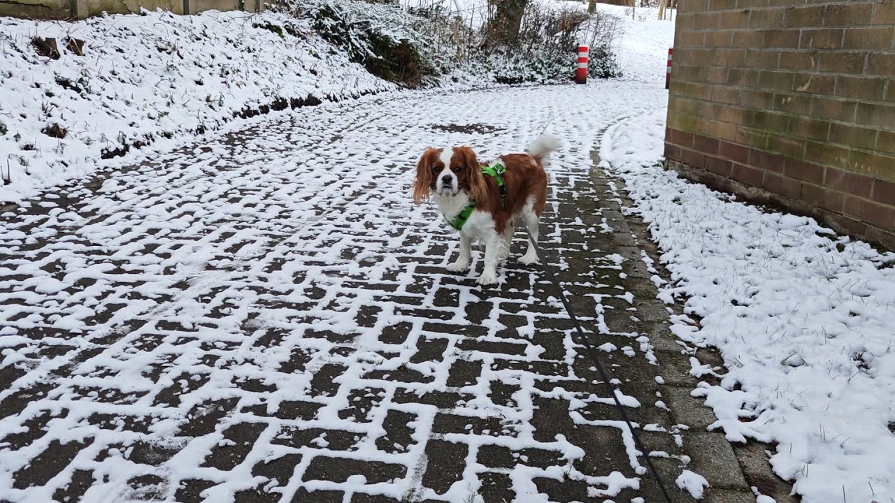 Cavalier King Charles Spaniel Fox - Peaceful morning walk