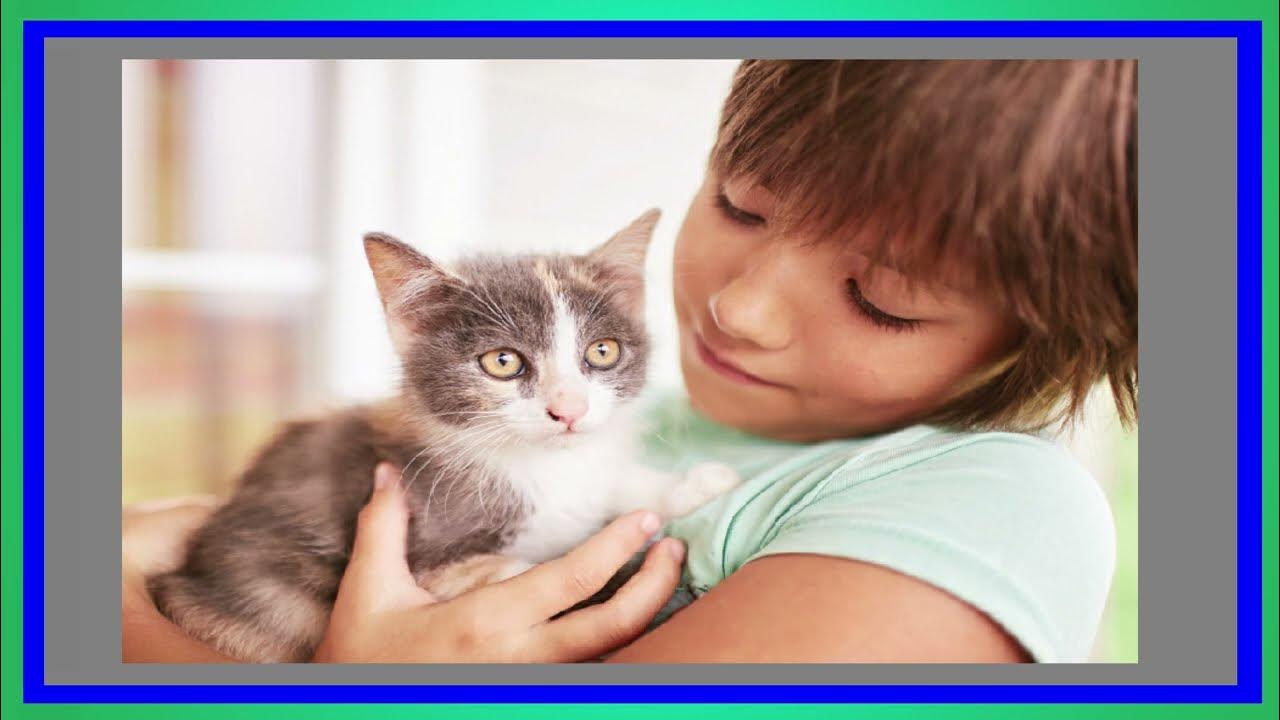 Дети котики как называются. Кошка для детей. Котёнок-ребёнок. Человек играет с кошкой. Дети котики как называются.