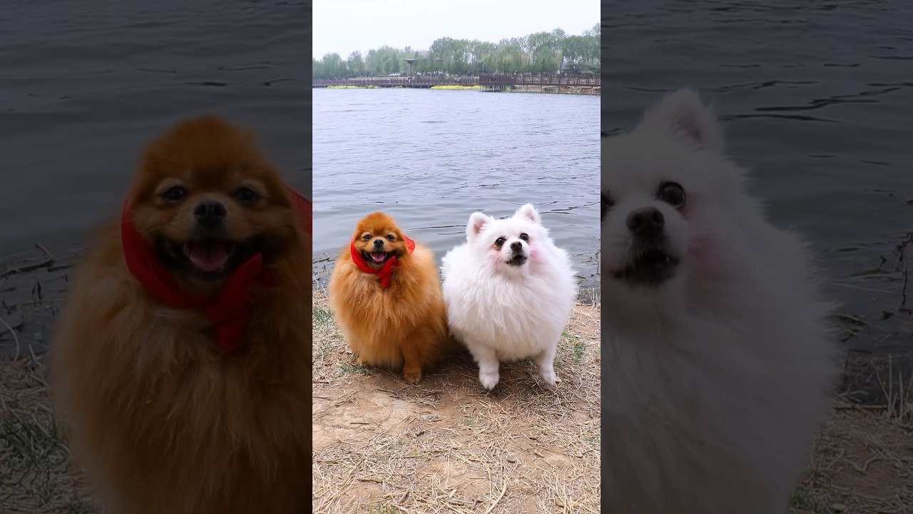 Nico: help mom realize her wish🥰🐶 