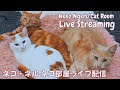 【ネコ・ネル ねこ部屋配信】NN Cat Room Live Streaming 260530