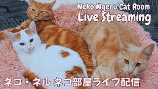 【ネコ・ネル ねこ部屋配信】NN Cat Room Live Streaming 260530