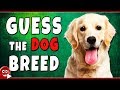 Can You Guess The Dog Breed | Animal Quiz