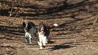 Introducing an English Springer Spaniel to a New Dog A Step by Step Guide