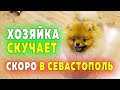 Шпиц Николь везучая. Скоро в Севастополь. Хозяйка скучает. Прогулка с собакой