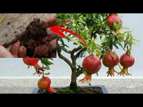 Como fazer muda de romã por galho, bem fácil ( estaquia) # 45 - YouTube