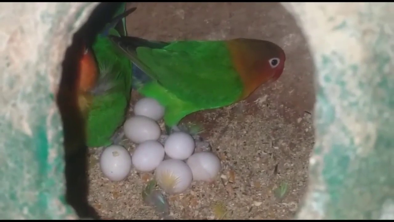 நம் பண்ணையில் முட்டை இட்டு அடை காக்கும் african lovebirds.... 