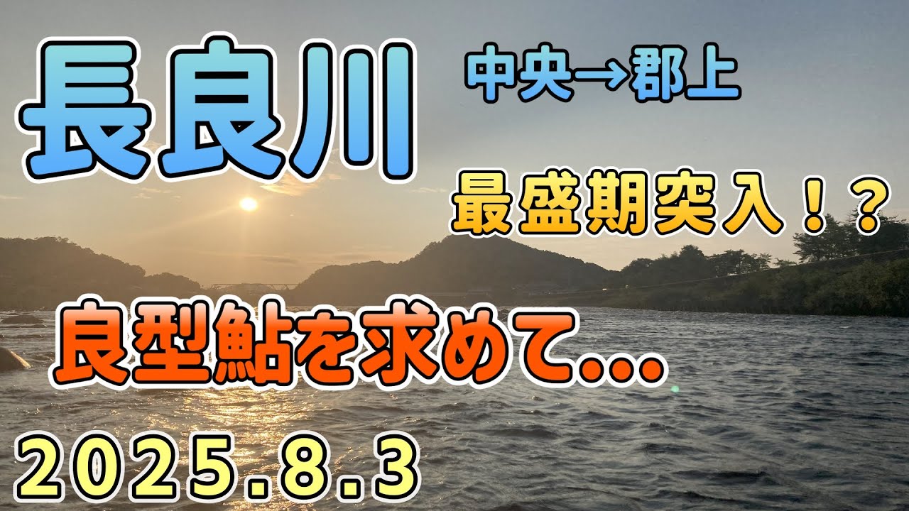 盛期突入の長良川　良型爆釣！？　8/3