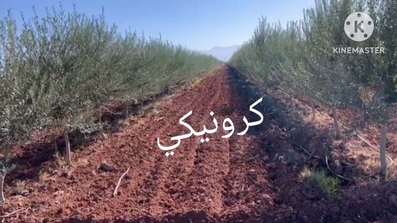 صنف الزيتون كرونيكي الافضل في العالم في جودة الزيت