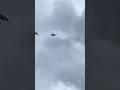 Bees attack drones #bees #bee #honeybeesting #wildbees #workerbee