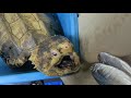 Alligator Snapping Turtle Double Feeding ワニガメダブルアタック