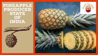 state of pineapple, ananas paye jane wale rajya, top satate of producing pineapple,fruit pineapple