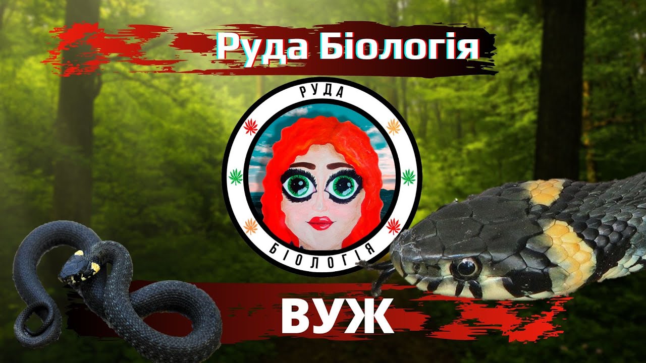 Вуж звичайний (Руда Біологія) - YouTube