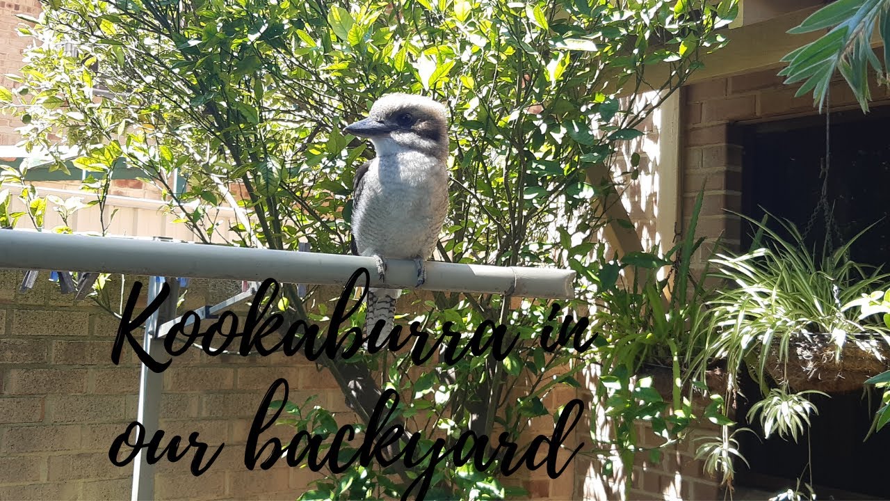 Kookaburra in our backyard YouTube