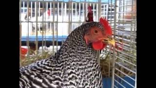 Amrockhenne, Exposition Avicole Illfurth 2012