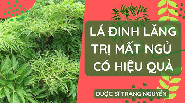 Lá đinh lăng trị mất ngủ hiệu quả như thế nào? #ladinhlang @duocsitrangnguyen