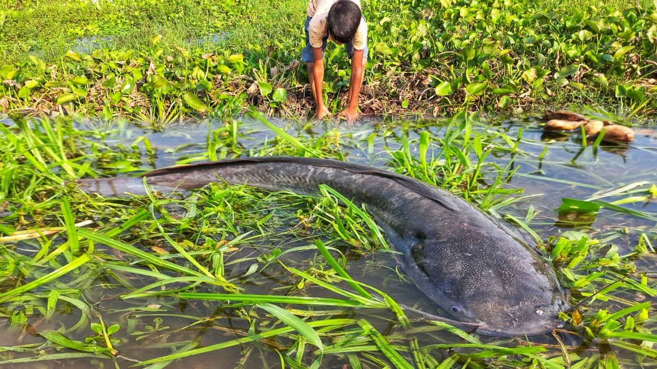 Unbelievable Fishing Video. A Smart Boy Catching Many Catfish Under ...