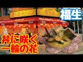 丼に咲く一輪の花【壱発ラーメン福生】ネギ味噌チャーシューメン