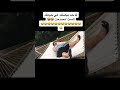 ضحك موت Shorts 