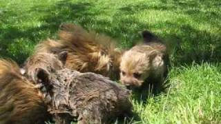 Brigette's puppies 5.5 weeks old by sbrownleger 489 views 13 years ago 9 minutes, 31 seconds