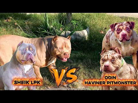 THE MOST AWAITED CROSS AT THE HAVINER PITMONSTER KENNEL FUSION