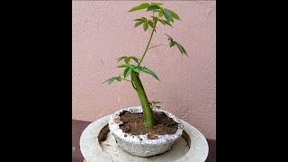 How to make kapok tree bonsai