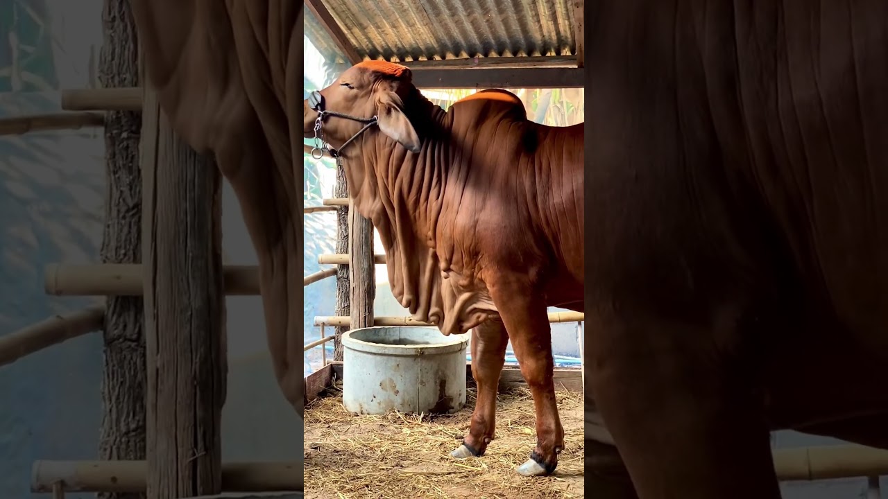 ลูกสาวkf31ท้องOxford 604/4 5เดือนกว่า 🥰🐂💞🐂🥰