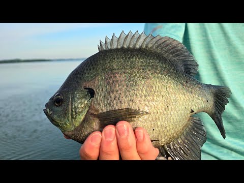 My FAVORITE Mid-Summer PANFISH RIG!!