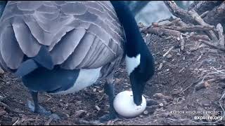 N2B Ma Goose lays second egg successfully