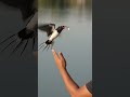 The Most Unique Hunter in the Sky! 🐦🐟