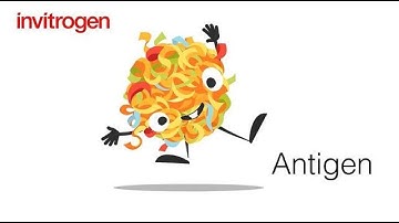 Introducing…. Antigen