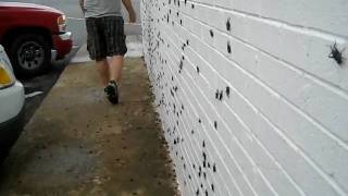 lots of crickets on a wall Profile