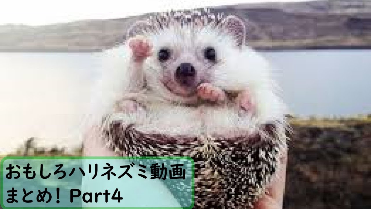 面白 ハリネズミ おもしろハリネズミ動画まとめ 4 かわいい Youtube