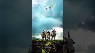 maharastra krushi din status #shorts