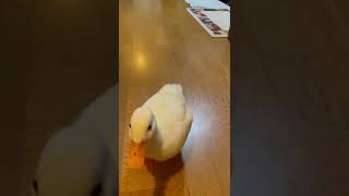 Dashing Duck Wiggles Toward the Camera