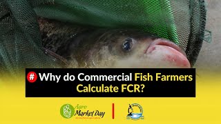 Why do Commercial Fish Farmers Calculate FCR? || Feeds and Feeding Fish