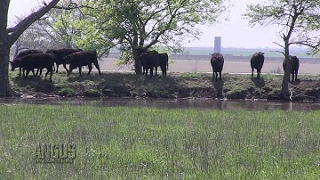 The Angus Report, May 13, 2013: Practical Applications