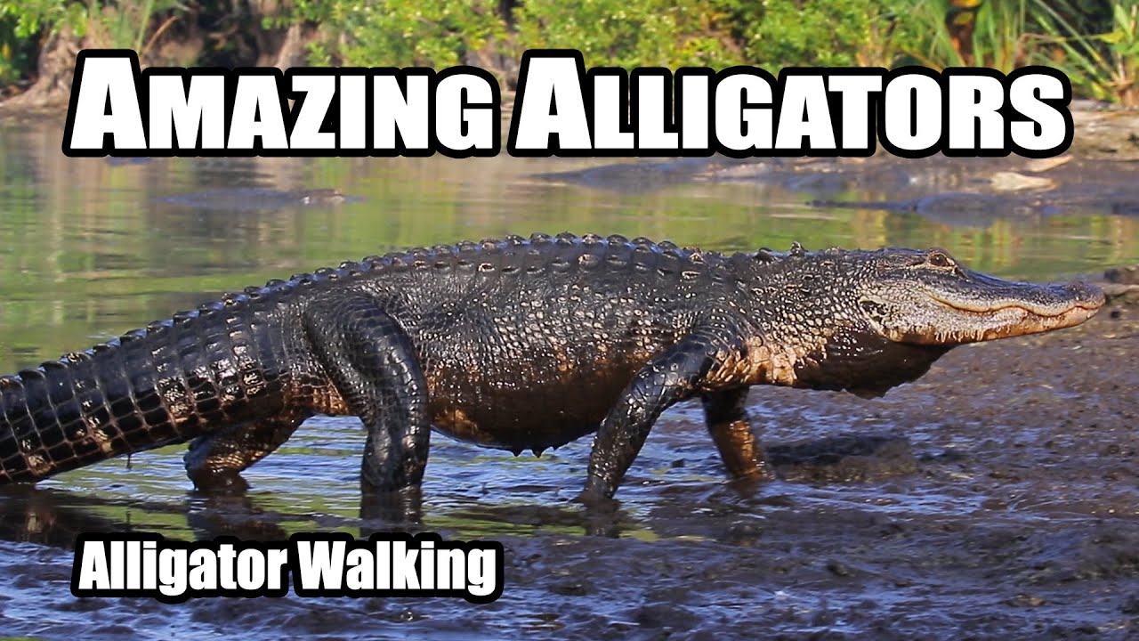 Amazing Alligators Alligator Walking YouTube